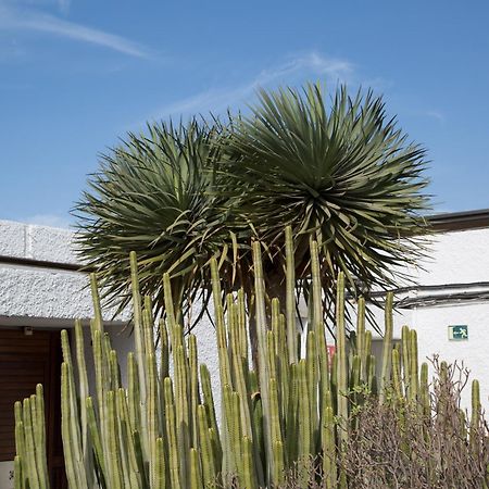 Vintersol Los Cristianos (Tenerife) Exterior photo