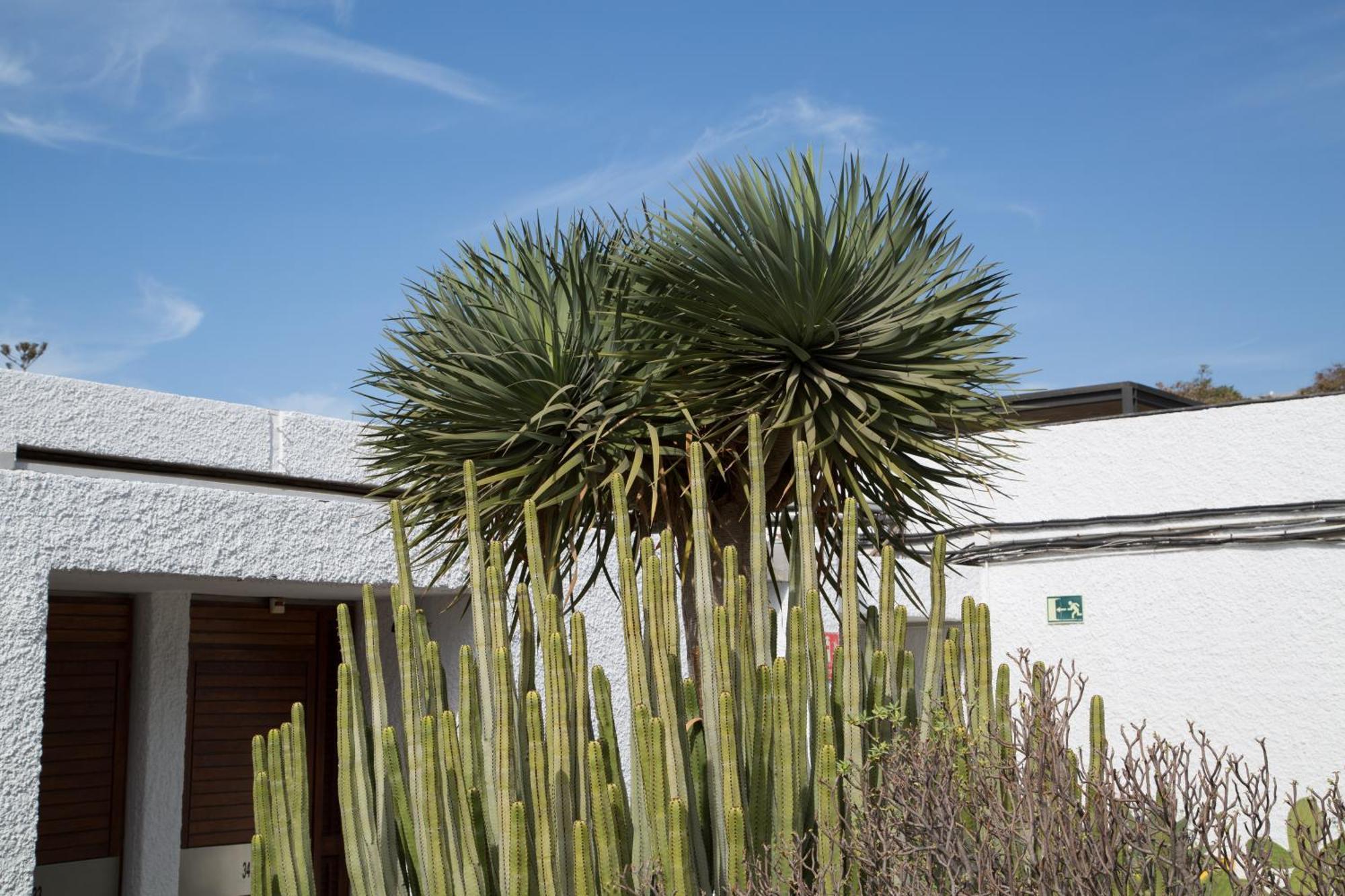 Vintersol Los Cristianos (Tenerife) Exterior photo